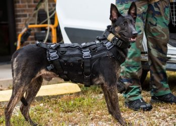 What is the purpose of a tactical dog harness?