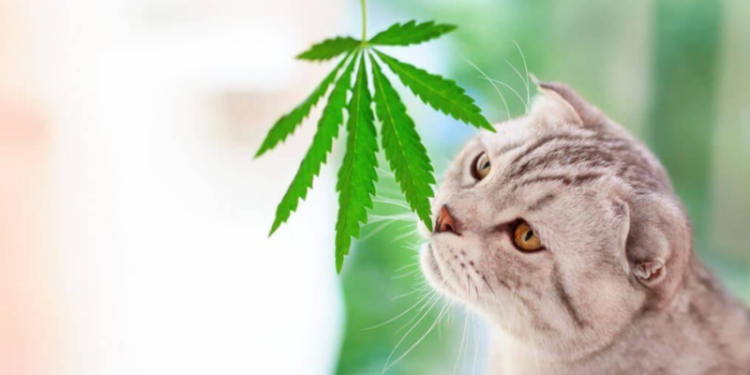 CBD Products For Pets: 7 Things You Need To Know
