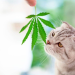 CBD Products For Pets: 7 Things You Need To Know