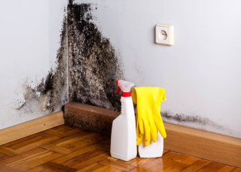 How to Remove Black Mold
