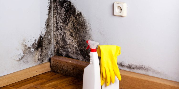 How to Remove Black Mold