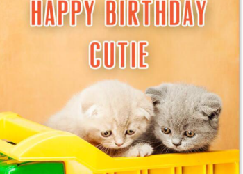 Is Your Feline’s Birthday Approaching?