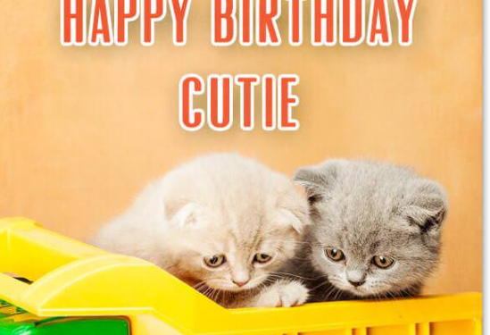 Is Your Feline’s Birthday Approaching?