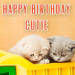 Is Your Feline’s Birthday Approaching?