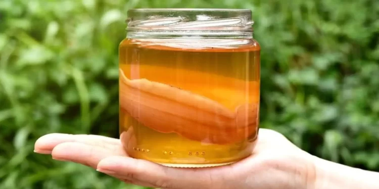 5 Interesting Benefits About Kombucha