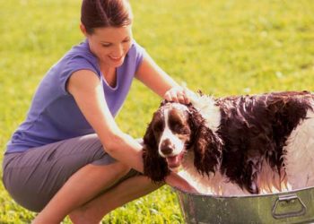 How To Keep Your Home Clean With Pets