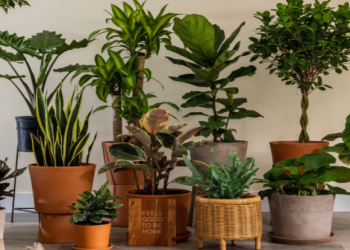 The Importance Of Indoor Planting In The House