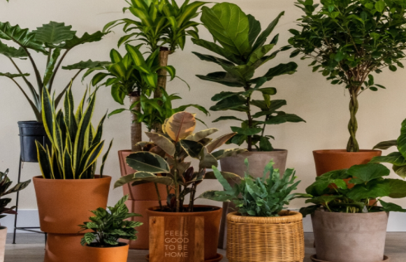 The Importance Of Indoor Planting In The House