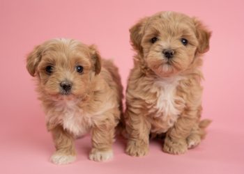 How to Find a Professional Maltipoo Breeder Online