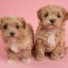 How to Find a Professional Maltipoo Breeder Online