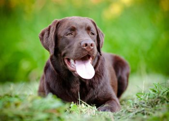 Life Expectancy of Labrador Retrievers – How Long Do Labs Live?