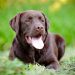 Life Expectancy of Labrador Retrievers – How Long Do Labs Live?