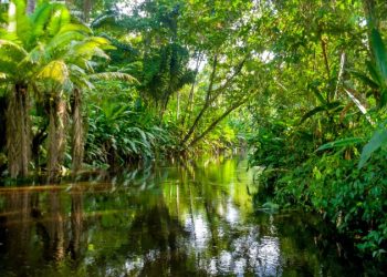 How To Get the Most Out of Your Amazon Rainforest Vacation