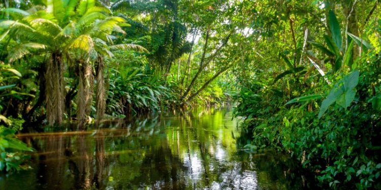 How To Get the Most Out of Your Amazon Rainforest Vacation