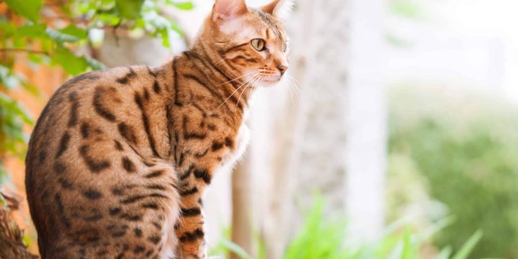 The ultimate guide to Bengal cats