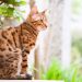 The ultimate guide to Bengal cats