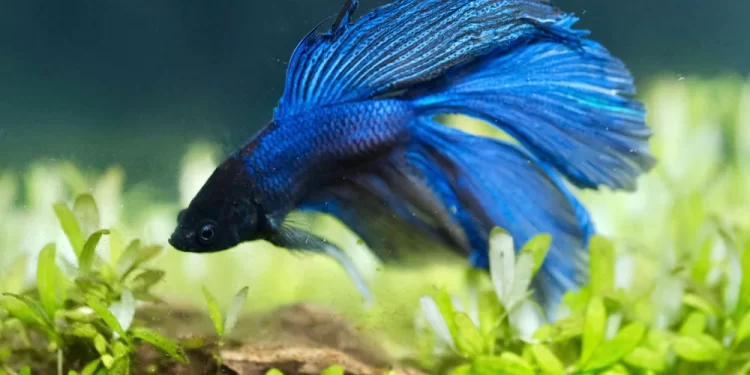 Step by Step Guide to Creating a Comfy Bed for Your Betta Fish