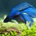 Step by Step Guide to Creating a Comfy Bed for Your Betta Fish