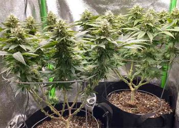 The Best 2×2 Grow Tents in 2022