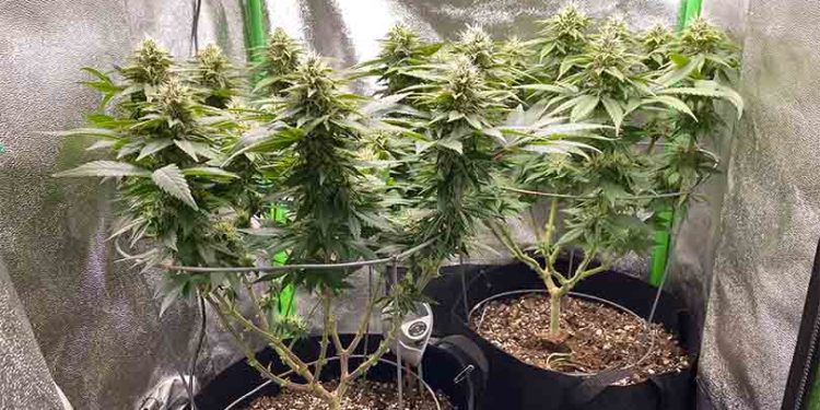 The Best 2×2 Grow Tents in 2022