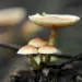 During This Time Of Year, Many Individuals Eat Magic Mushroom: What Are The Benefits Of Doing So?