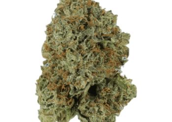 Cannabis Strain: Here’s What You Need to Know About Bubba’s Gift