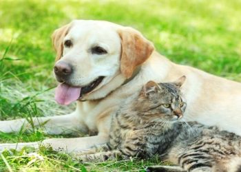 Reasons to get Your Pet Spayed!