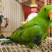 Tips For Choose a Right Parrot Cage Size