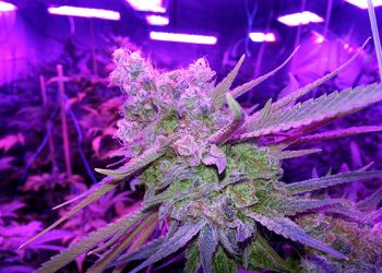 LED Grow Light-Full Spectrum Vs HPS