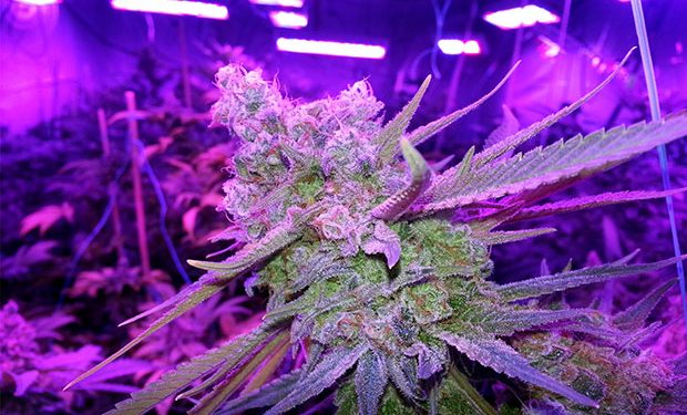 LED Grow Light-Full Spectrum Vs HPS