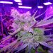 LED Grow Light-Full Spectrum Vs HPS