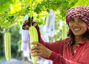 E-Commerce of Agricultural Products; is a Chance to Streamline the Agricultural Value Chain and Decrease the Inefficiency in Supply of Agricultural Products