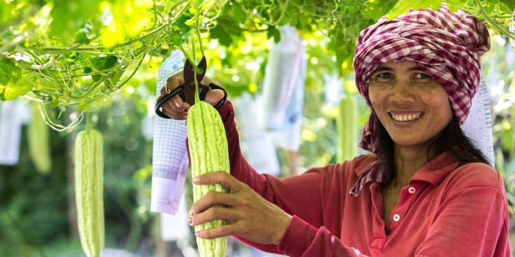 E-Commerce of Agricultural Products; is a Chance to Streamline the Agricultural Value Chain and Decrease the Inefficiency in Supply of Agricultural Products