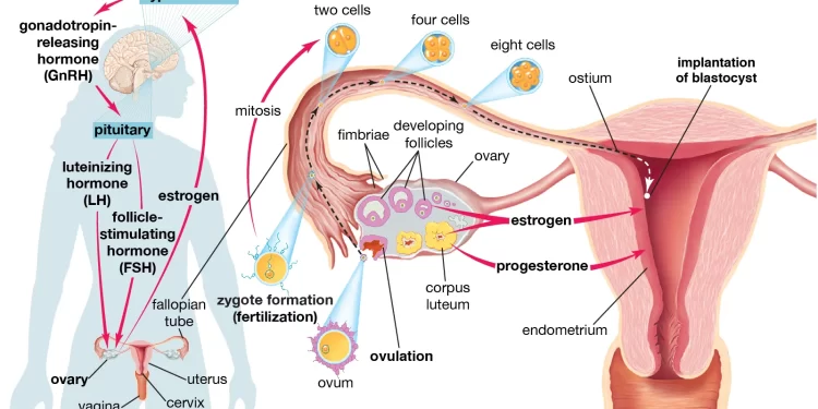 Information on Pregnancy