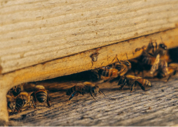 7 Warning Signs You Have a Pest Problem