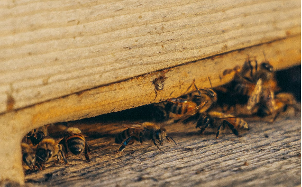 7 Warning Signs You Have a Pest Problem