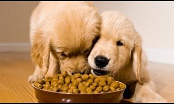 Advice on Buying the Right Food for Your New Puppy