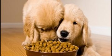 Advice on Buying the Right Food for Your New Puppy