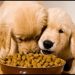Advice on Buying the Right Food for Your New Puppy