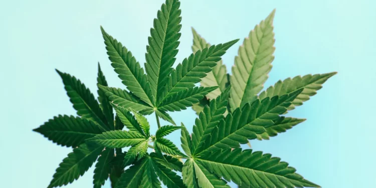 Delta 8 is a safe and effective marijuana strain