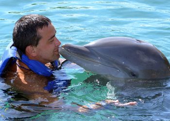 Exploring the Captivating Location of Dolphin Discovery Cozumel: Unforgettable Cozumel Shore Excursions