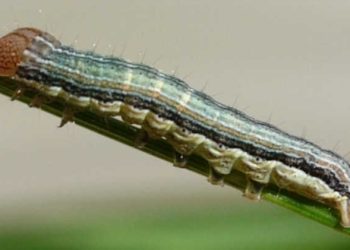 What Causes Bed Worms? 