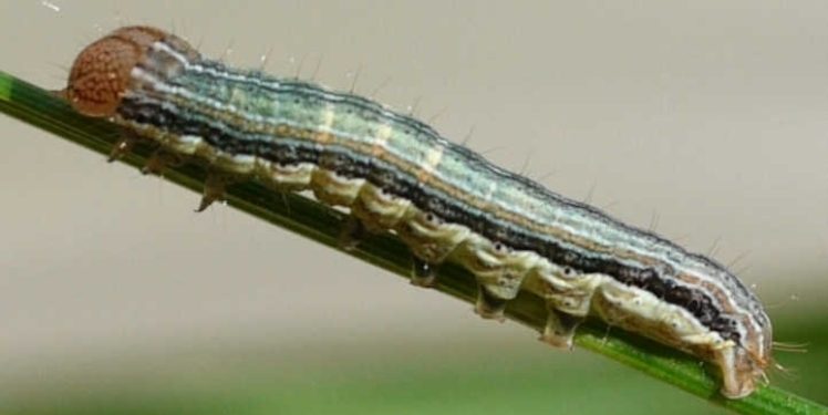 What Causes Bed Worms? 