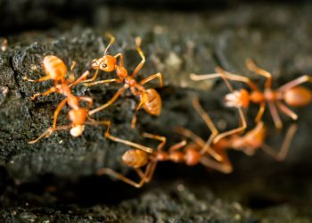 McKinney, TX: Ant Control Strategies for a Pest-Free Home.