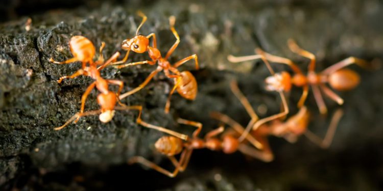 McKinney, TX: Ant Control Strategies for a Pest-Free Home.