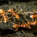 McKinney, TX: Ant Control Strategies for a Pest-Free Home.