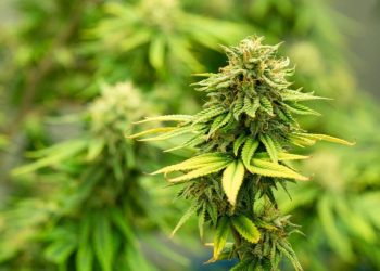 Choosing the Best Weed Delivery Services: A Guide to Convenience, Quality, and Safety