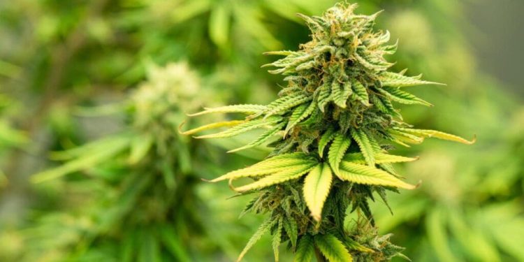 Choosing the Best Weed Delivery Services: A Guide to Convenience, Quality, and Safety