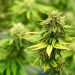 Choosing the Best Weed Delivery Services: A Guide to Convenience, Quality, and Safety