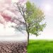 How Fruit Trees Influence Local Air Quality